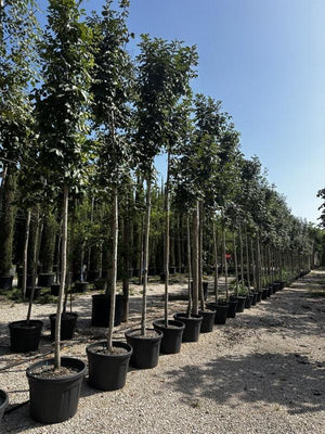 FRAXINUS ORNUS