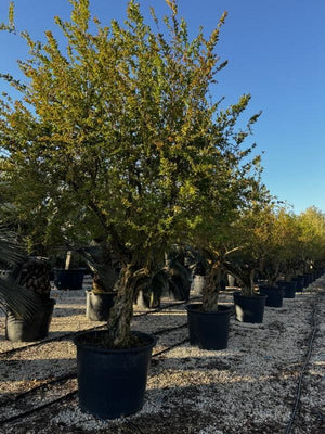 PUNICA F. GRANATUM