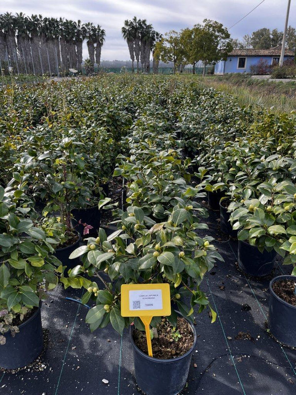 CAMELIA JAPONICA BONOMIANA