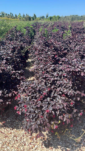 LOROPETALUM CHINENSIS BLACK