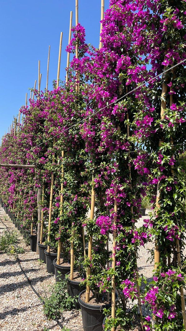 BOUGAINVILLEA SANDERIANA