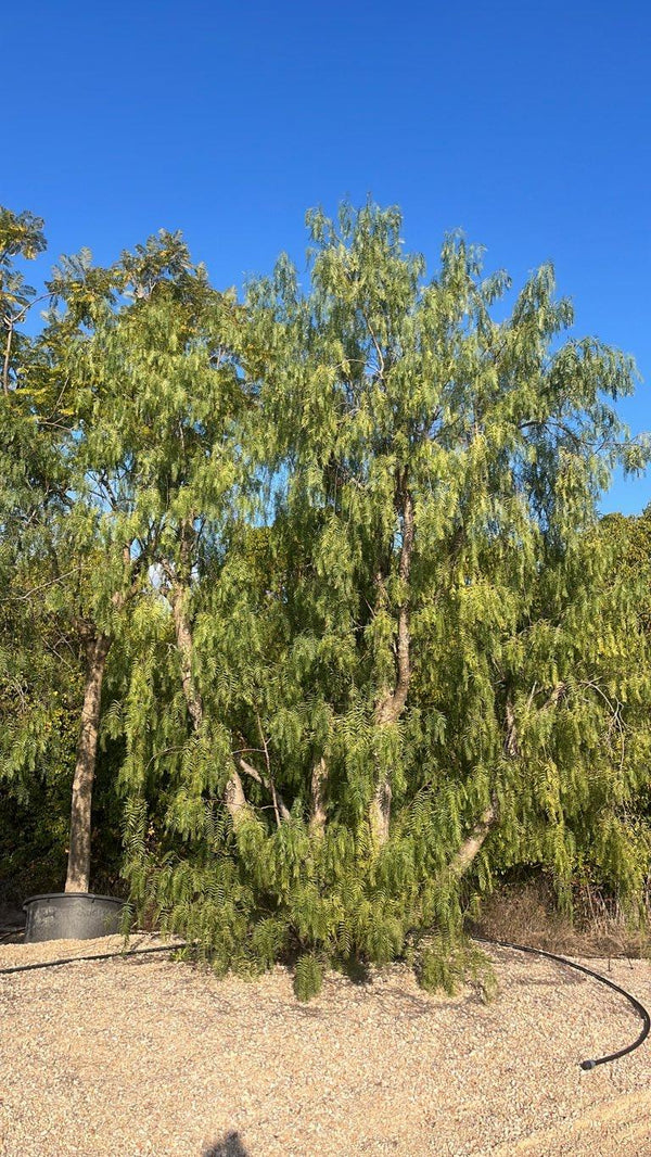 SCHINUS MOLLE