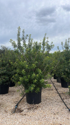 PISTACIA LENTISCUS