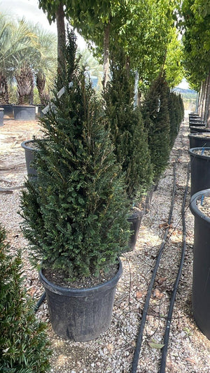 TAXUS BACCATA