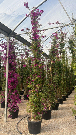 BOUGAINVILLEA SANDERIANA