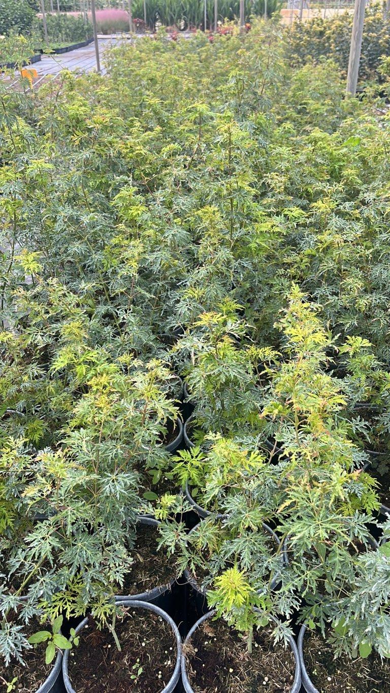 ACER PALMATUM SEIRYU