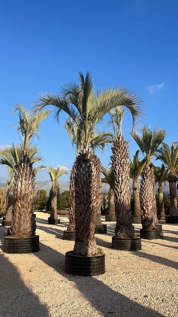 BUTIA YATAY