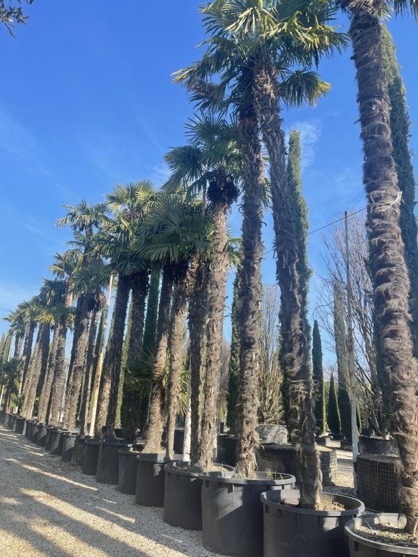 TRACHYCARPUS FORTUNEI