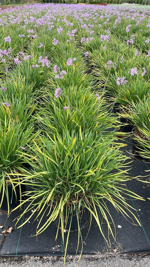 TULBAGHIA VIOLACEA