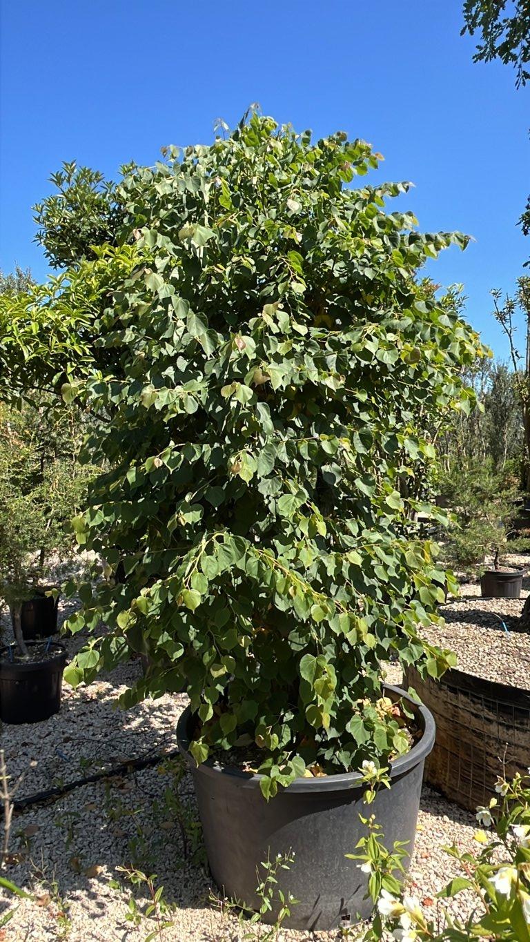 TILIA CORDATA
