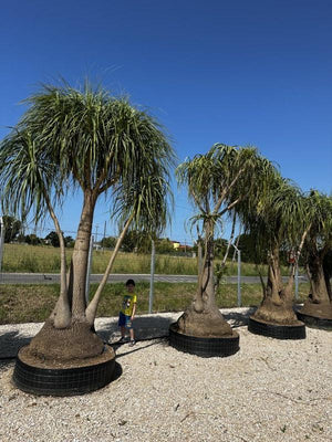 BEAUCARNEA RECURVATA