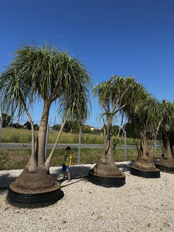 BEAUCARNEA RECURVATA