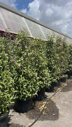 LAGUNARIA PATERSONII