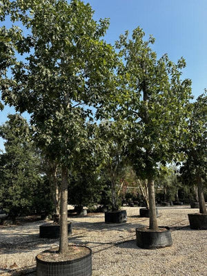 QUERCUS F.C RUBRA