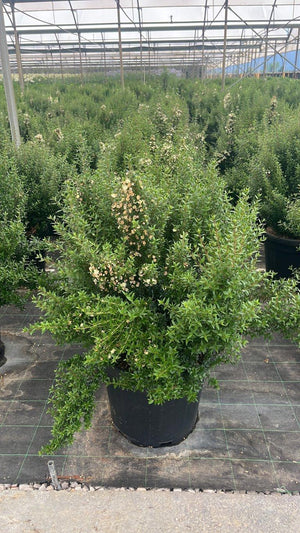 MYRTUS COMMUNIS MICROPHYLLA