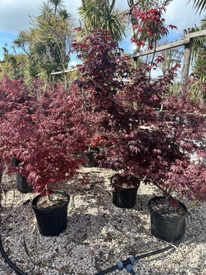 ACER PALMATUM ATROPURPUREUM