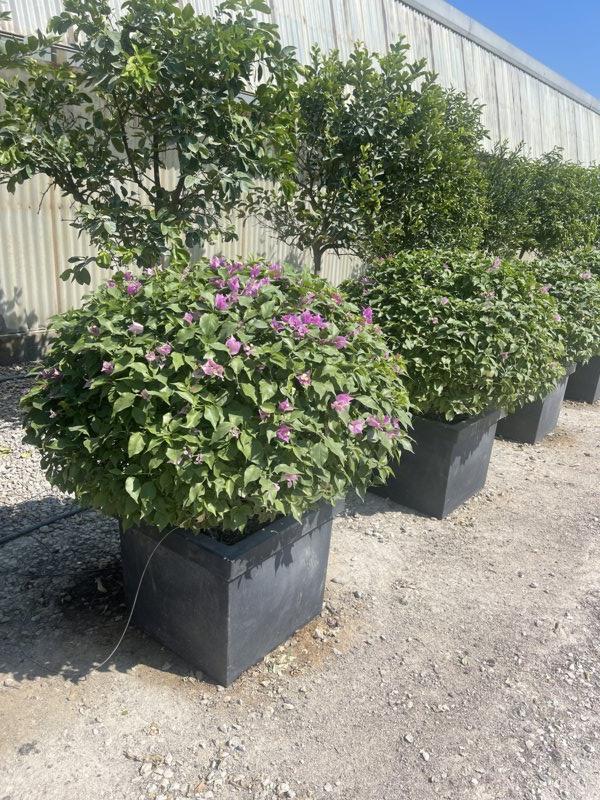 BOUGAINVILLEA SANDERIANA