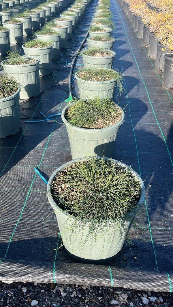 CASUARINA REPENS