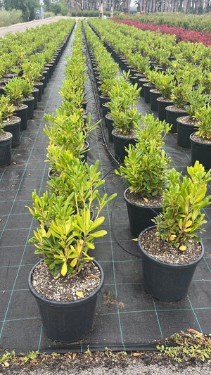 PITTOSPORUM TOBIRA