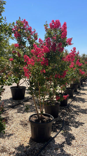 LAGERSTROEMIA INDICA