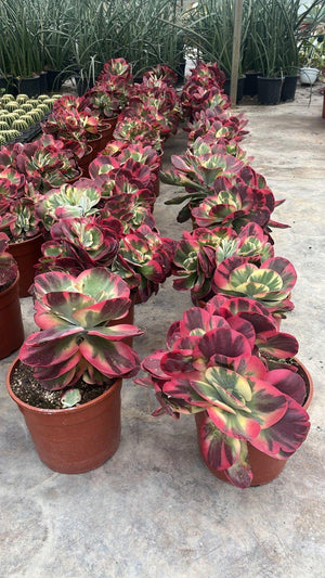 KALANCHOE THYRSIFLORA