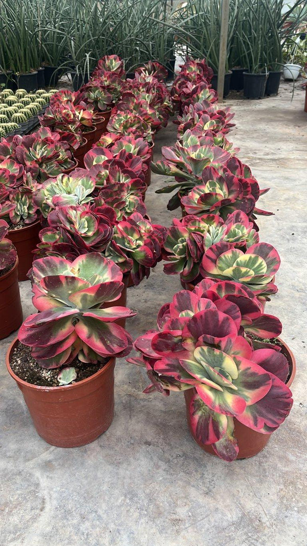 KALANCHOE THYRSIFLORA