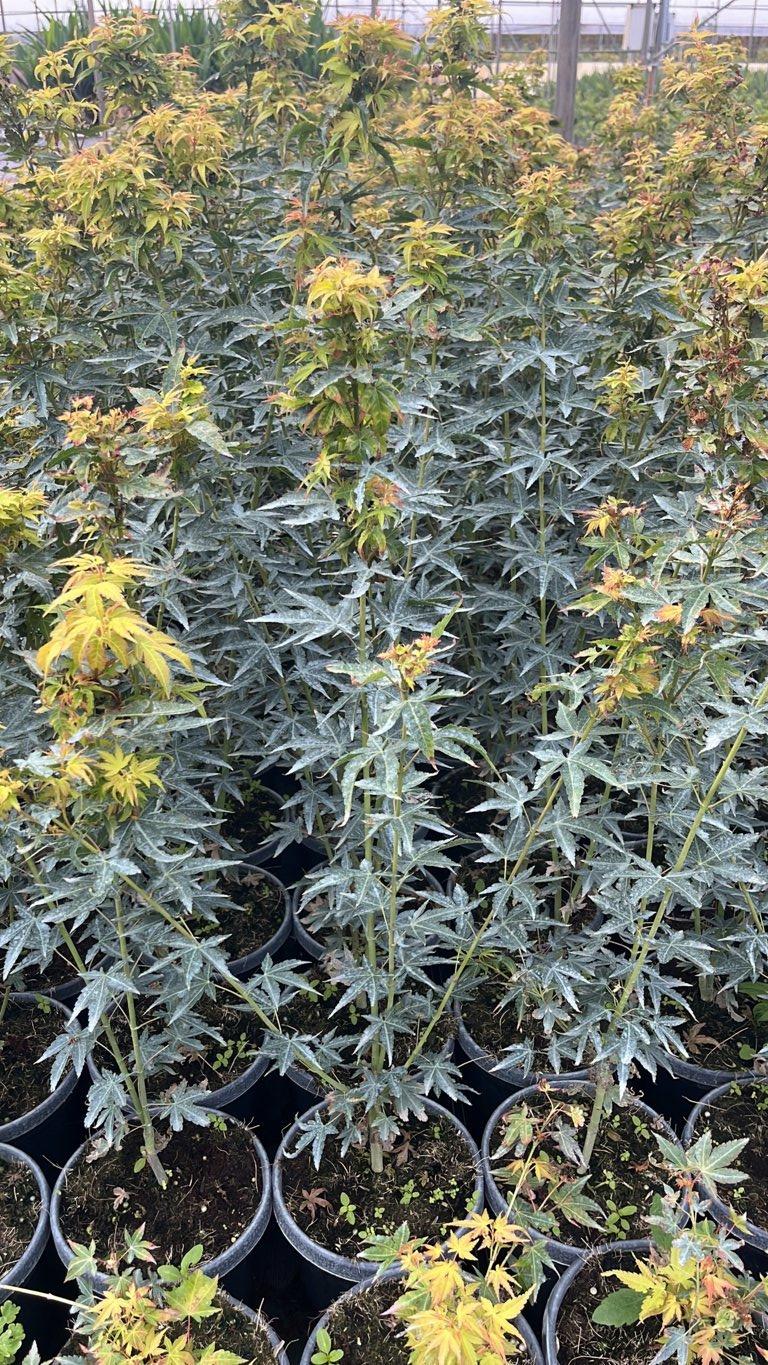 ACER PALMATUM KATSURA