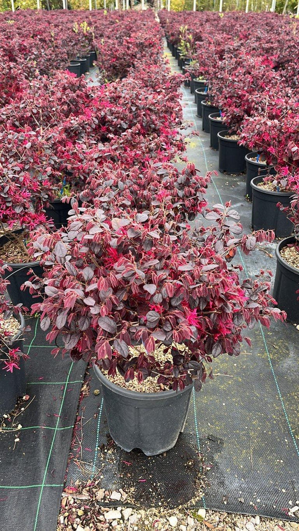 LOROPETALUM CHINENSIS BLACK