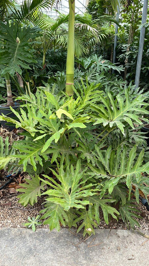 PHILODENDRON SELLOUM