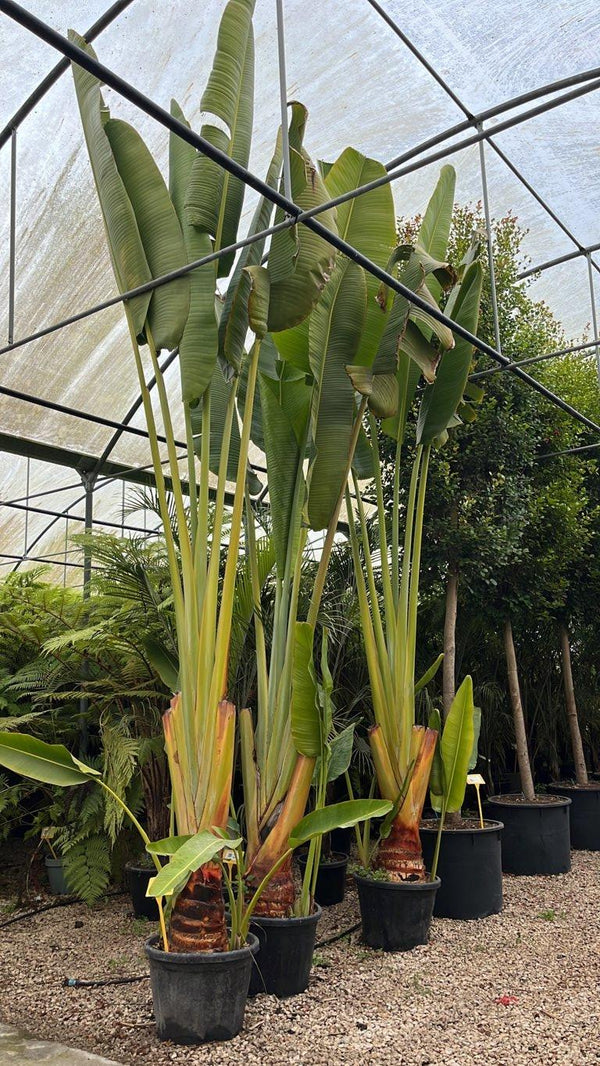 RAVENALA MADAGASCARIENSIS