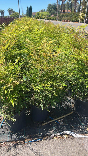 NANDINA DOMESTICA