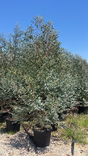 EUCALYPTUS GUNNII