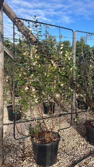 ELAEAGNUS X EBBINGEI