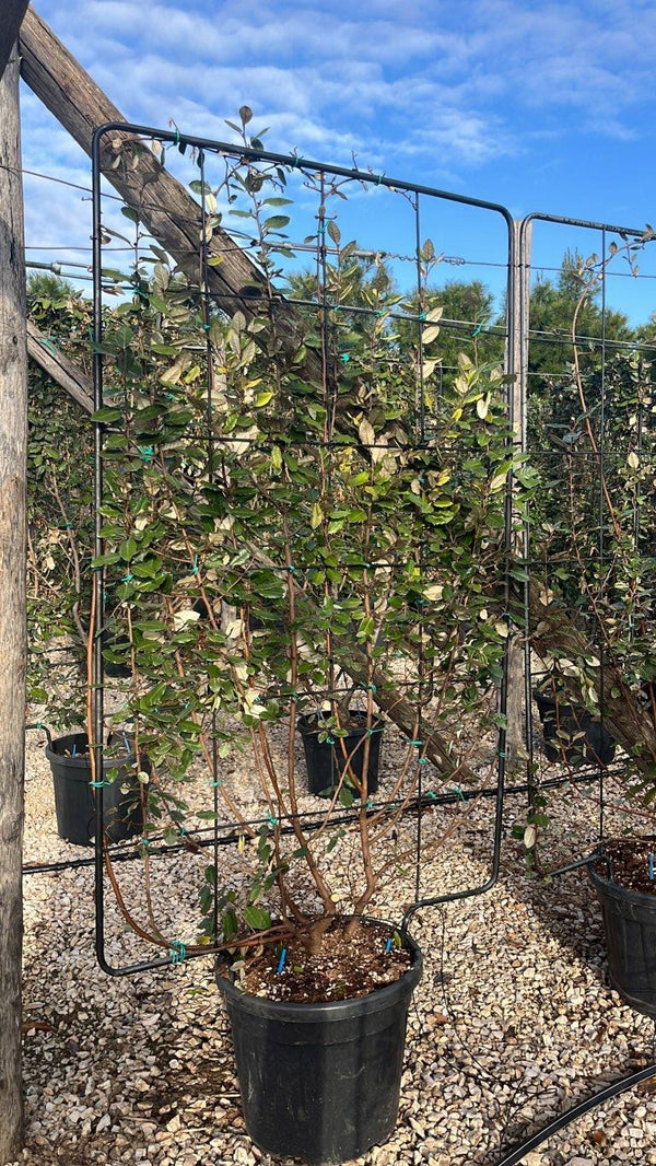 ELAEAGNUS X EBBINGEI