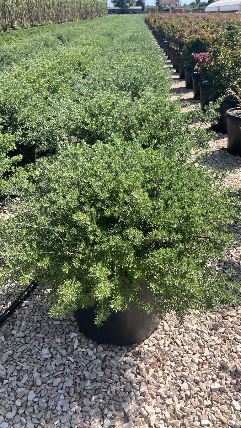 WESTRINGIA FRUTICOSA