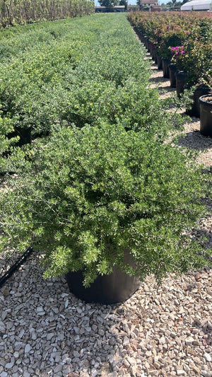 WESTRINGIA FRUTICOSA