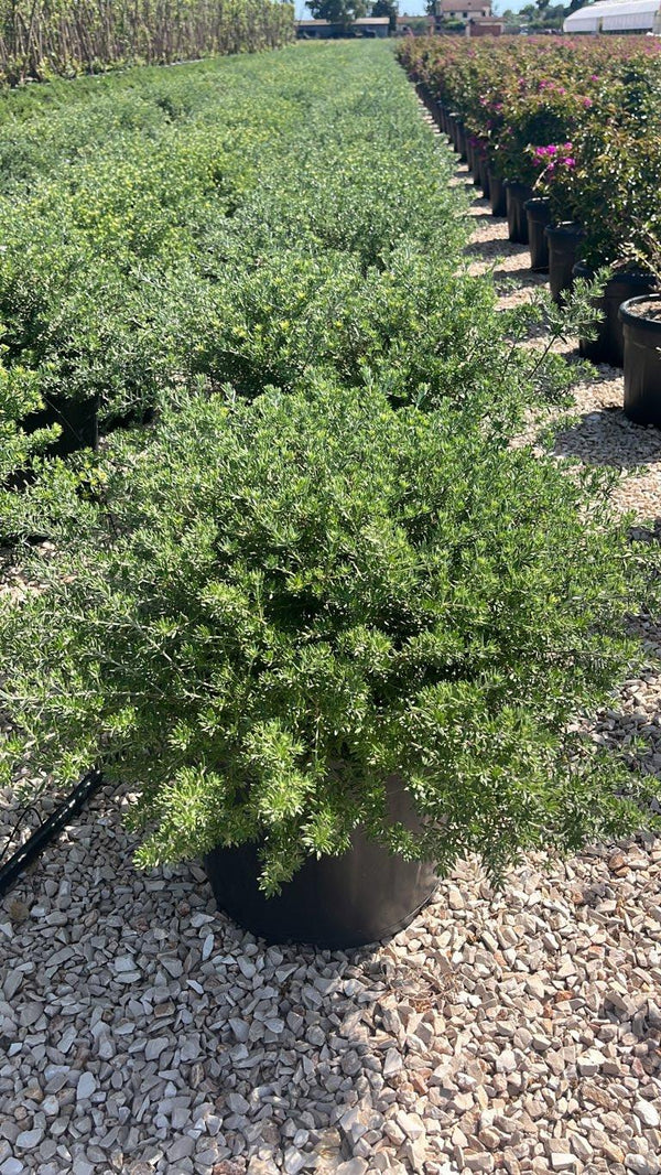 WESTRINGIA FRUTICOSA