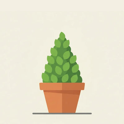 Cono