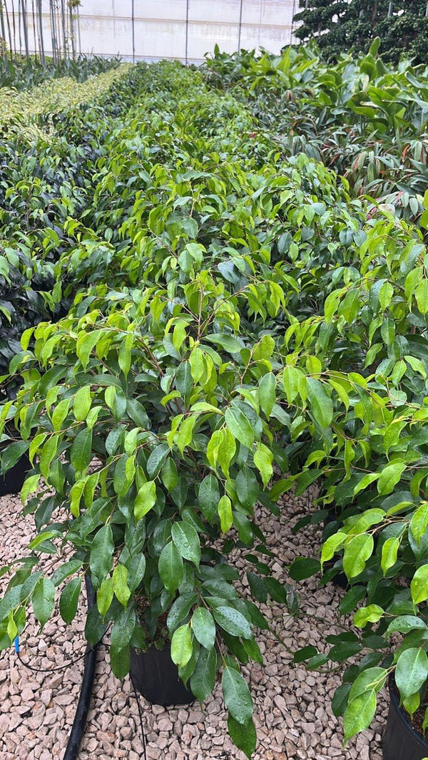 FICUS S. BENJAMINA DANITA