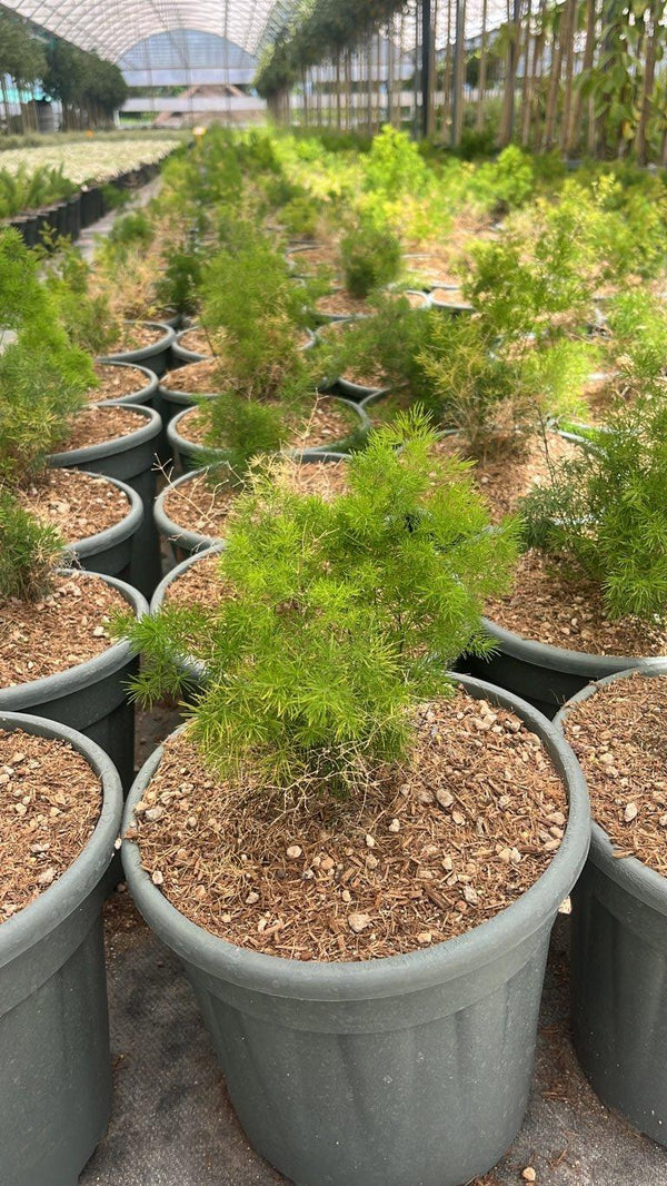 ASPARAGUS DENSIFLORUS MYRIOCLADUS