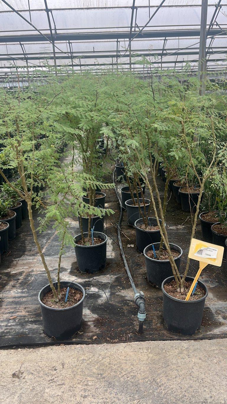 ERYTHROSTEMON GILLIESII