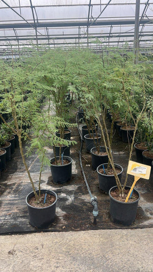 ERYTHROSTEMON GILLIESII