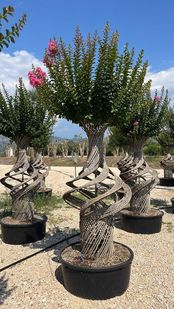 LAGERSTROEMIA INDICA ROSA