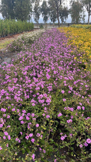 LANTANA SELLOWIANA LILLA