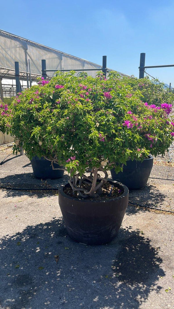 BOUGAINVILLEA SANDERIANA