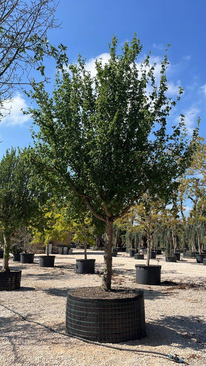 CORNUS MAS