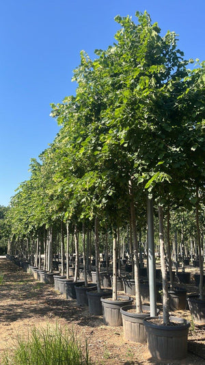 TILIA PLATYPHYLLOS