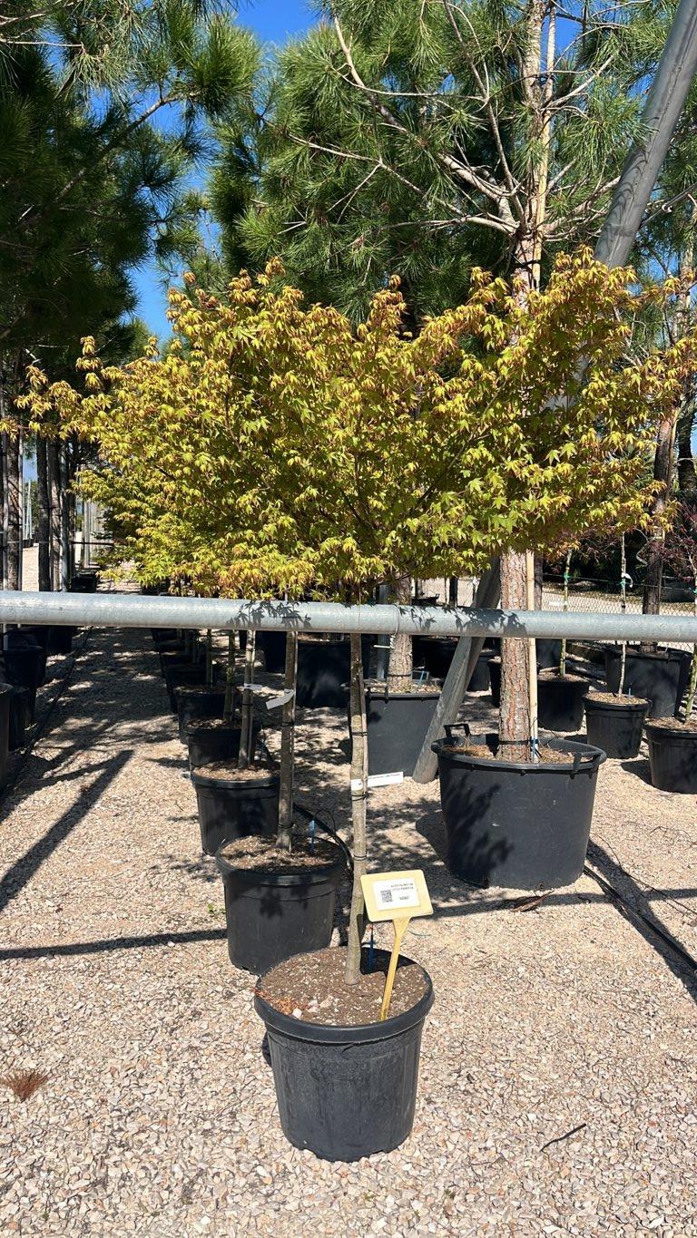 ACER PALMATUM LITTLE PRINCESS