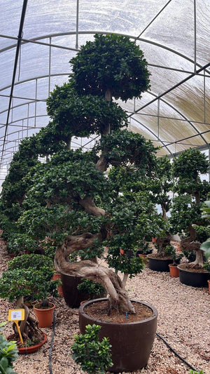 FICUS S. MICROCARPA