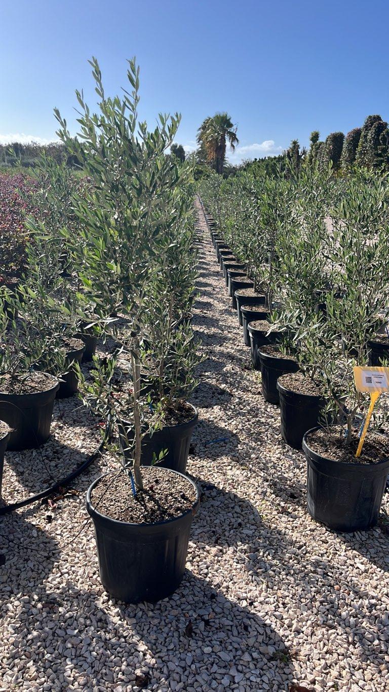 OLEA EUROPEA CIPRESSINO